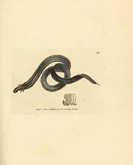 Polychaete: Polychaete worm, Phyllodoce lamelligera
