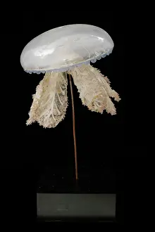 Upside Down: Polyclonia frondosa, jellyfish