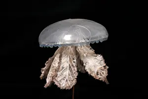 Jelly: Polyclonia frondosa, jellyfish