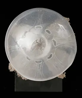 Upside Down: Polyclonia frondosa, jellyfish model