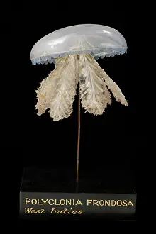 Jelly: Polyclonia frondosa, jellyfish model