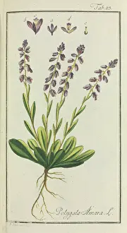 Amara: Polygala amara, dwarf milkwort