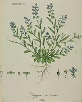 Amara: Polygala amara (rev. amarella), dwarf milkwort