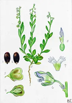 Polygala: Polygala austriaca