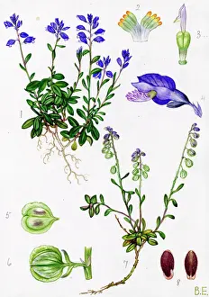 Polygala: Polygala calcarea