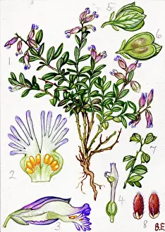 Thyme: Polygala serpyllifolia