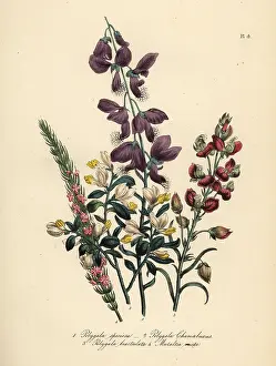 Humphreys: Polygala species