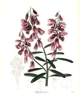 Speciosa: Polygala virgata var. speciosa