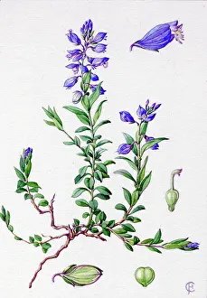 Polygala: Polygala vulgaris