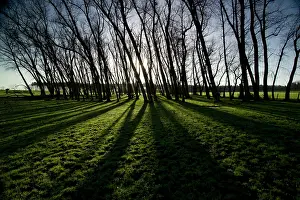 Menin: Polygon Wood
