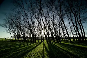 Menin: Polygon Wood