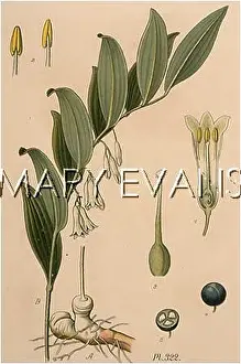 Polygonum: POLYGONATUM MULTIFLORIUM