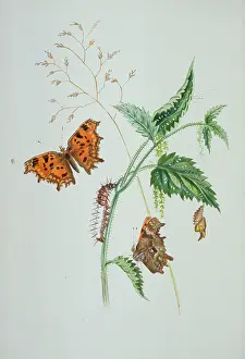 Pupa: Polygonia c-album, comma