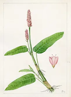 Polygonum: Polygonum amphibium - water knotweed