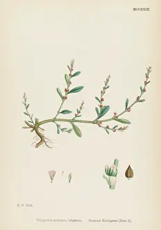 Polygonum: POLYGONUM AVICULARE