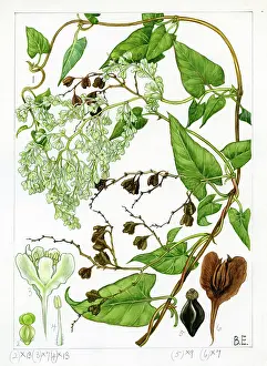 Brixham: Polygonum baldschuanicum - Russian-vine