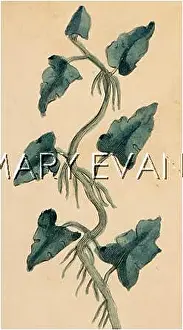 Polygonum: POLYGONUM BISTORTA