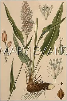 Polygonum: POLYGONUM BISTORTA