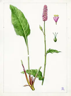 Dora: Polygonum bistorta - bistort