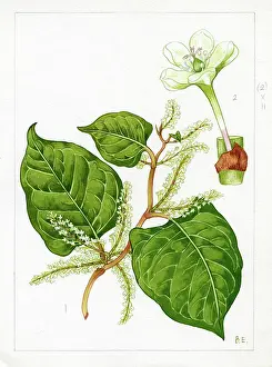 Alternate: Polygonum cuspidatum - Japanese knotweed