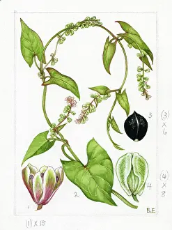 Polygonum: Polygonum dumetorum - climbing false buck