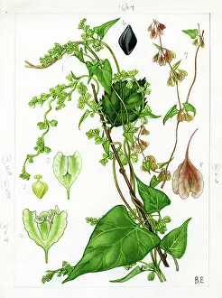 Guildford: Polygonum dumetorum - climbing false buck