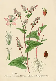 Polygonum: POLYGONUM FAGOPYRUM