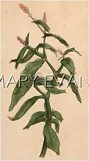 Polygonum: POLYGONUM HYDROPIPER