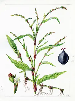 Gwen: Polygonum hydropiper - water pepper