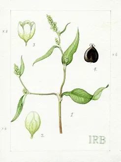 Isobel: Polygonum lapathifolium - pale smartweed
