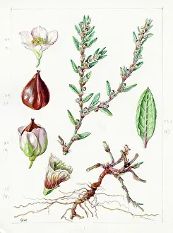 Gwen: Polygonum maritimum - knotgrass