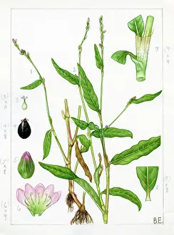 Oxon: Polygonum mite