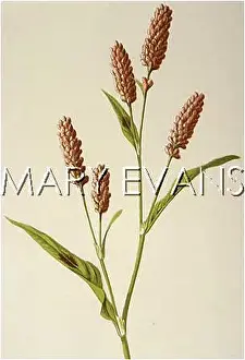 Polygonum: POLYGONUM PERSICARIA