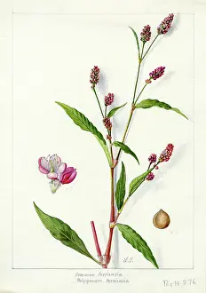 Snelling: Polygonum persicaria - redshank