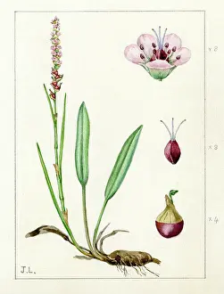 Polygonum: Polygonum viviparum - alpine bistort