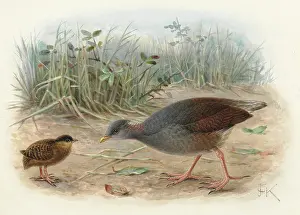 Fowl: Polynesian Megapode (young and adult)