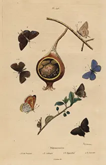 Dhistoire: Polyommatus butterflies