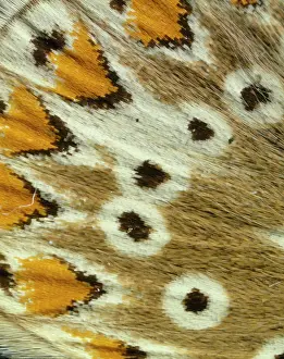 Icarus: Polyommatus icarus, common blue