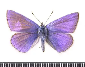 Gossamer: Polyommatus icarus, common blue