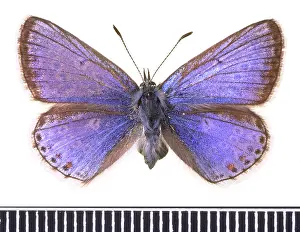 Gossamer: Polyommatus icarus, common blue