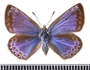 Gossamer: Polyommatus icarus, common blue