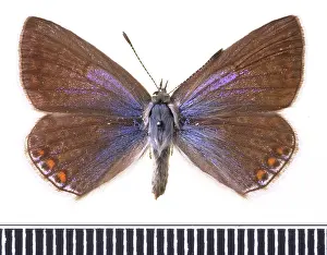 Gossamer: Polyommatus icarus, common blue