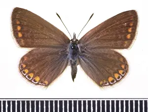 Gossamer: Polyommatus icarus, common blue