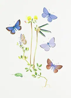 Icarus: Polyommatus icarus, common blue butterfly
