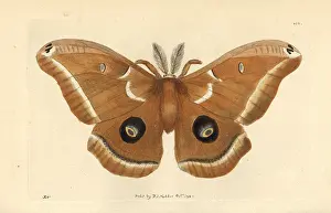 Polyphemus: Polyphemus moth, Antheraea polyphemus