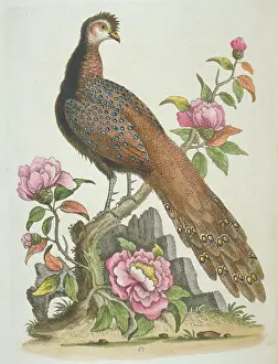 Elphick: Polyplectron bicalcaratum, grey peacock-pheasant