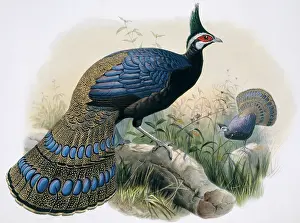 Giraud: Polyplectron napoleonis, Palawan peacock-pheasant