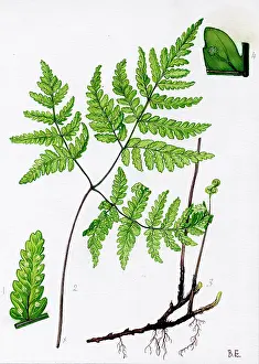 Polypodium: Polypodium dryopteris