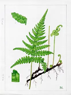 Polypodium: Polypodium phegopteris