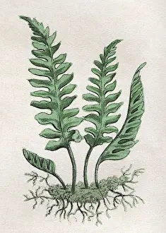 Vulgare: POLYPODIUM VULGARE
